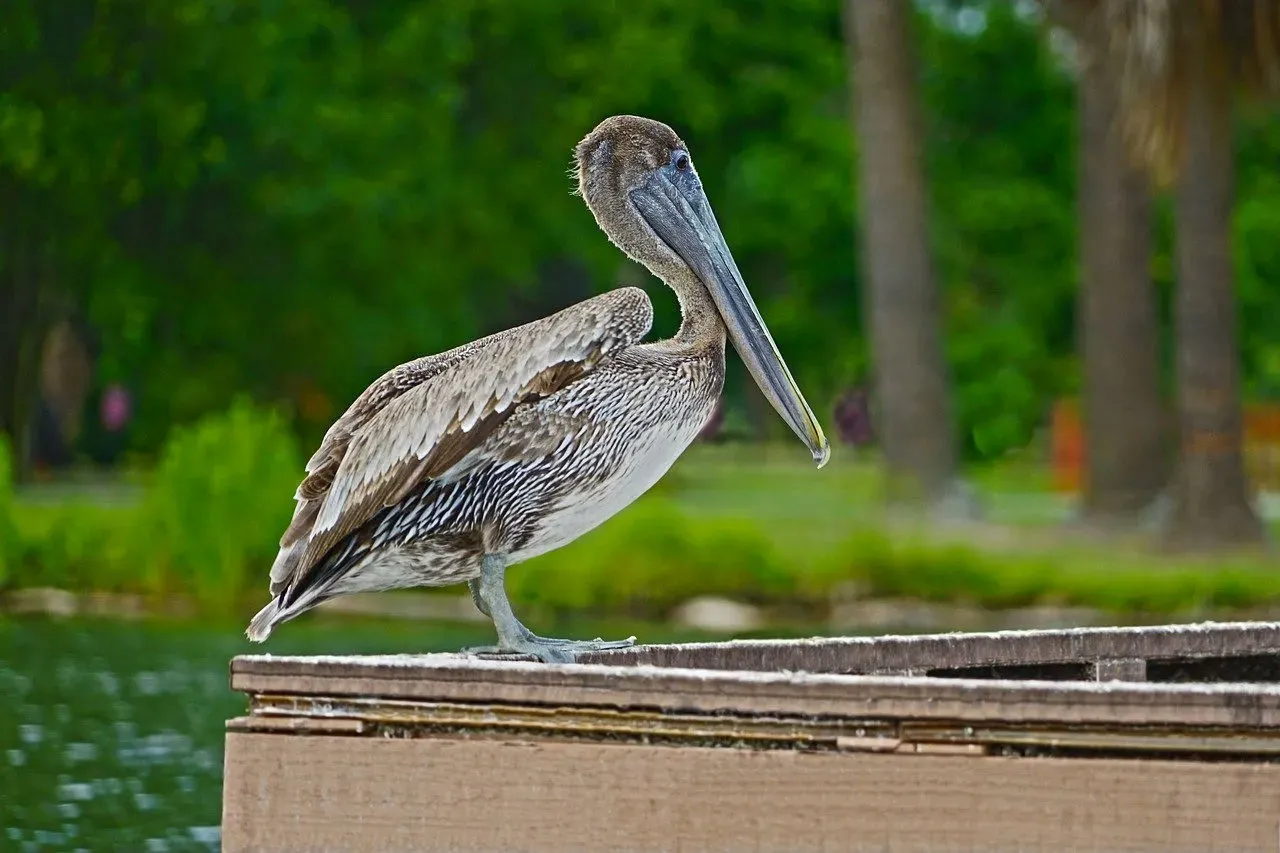 Ragin Cajun Airboat Tour - Image 3
