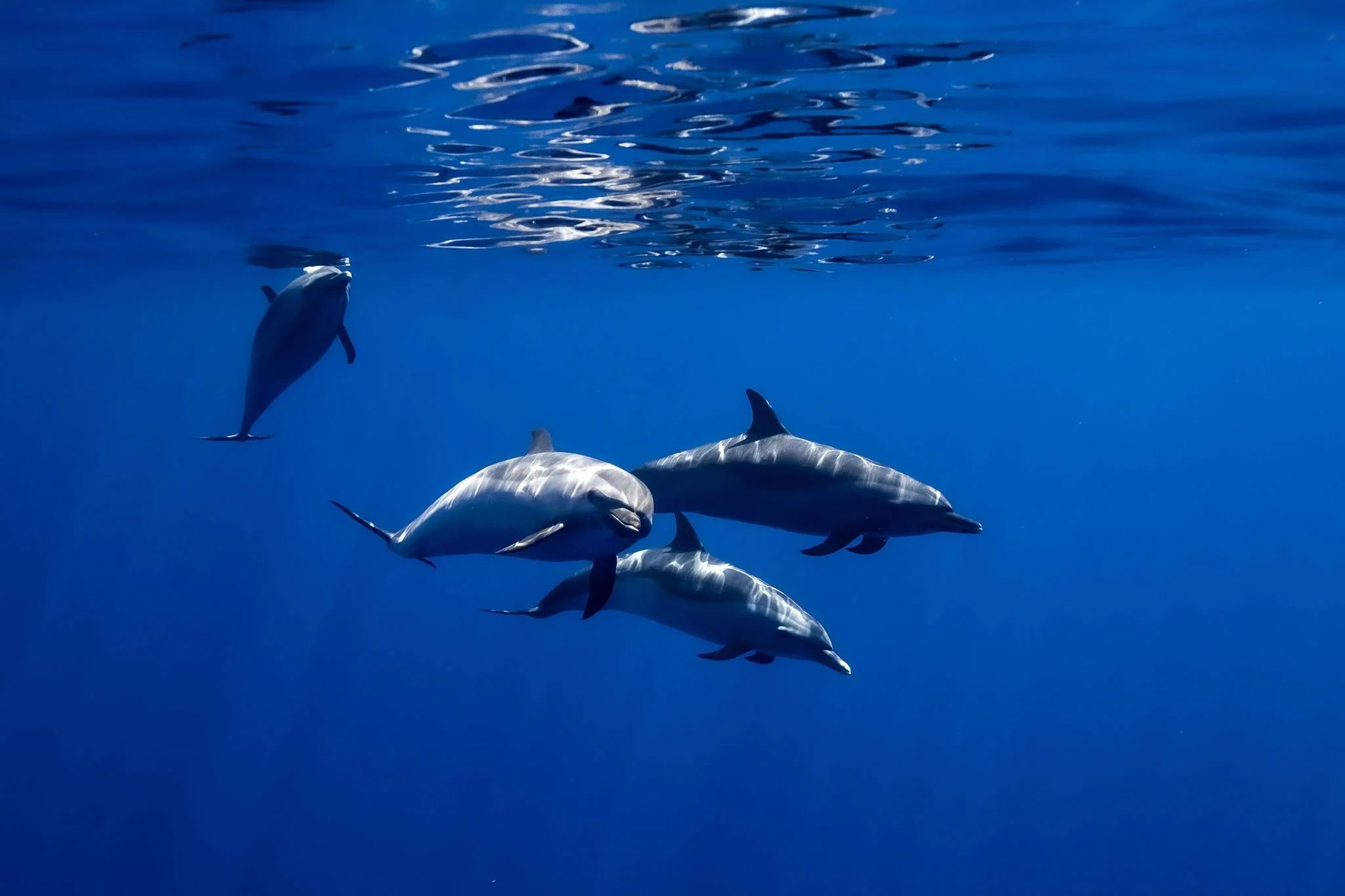 Reef Snorkel & Swim with Dolphins plus BYOB - Image 5