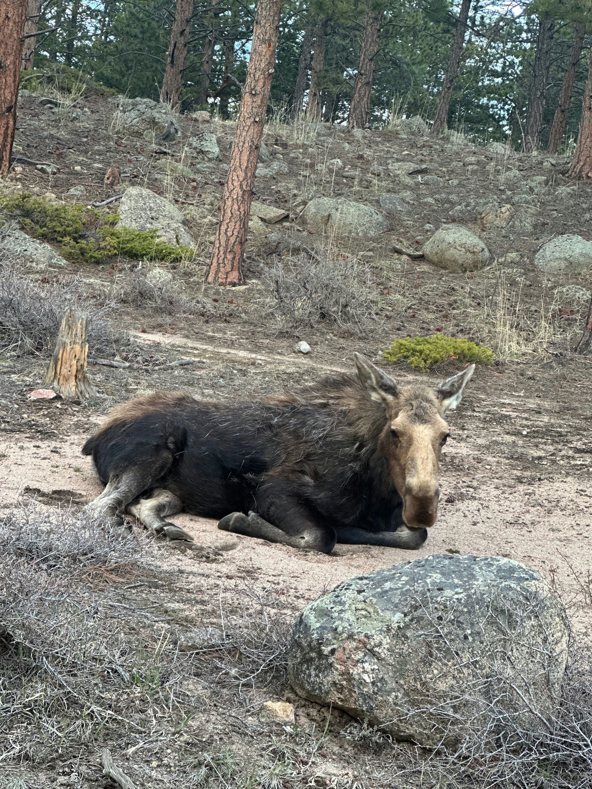 Rocky Mountain National Park Experience - Image 3