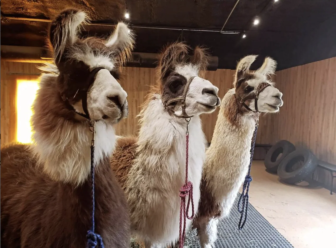 Royal Llama Encounter near Dallas