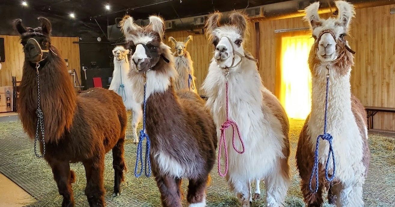 Royal Llama Encounter near Dallas - Image 2