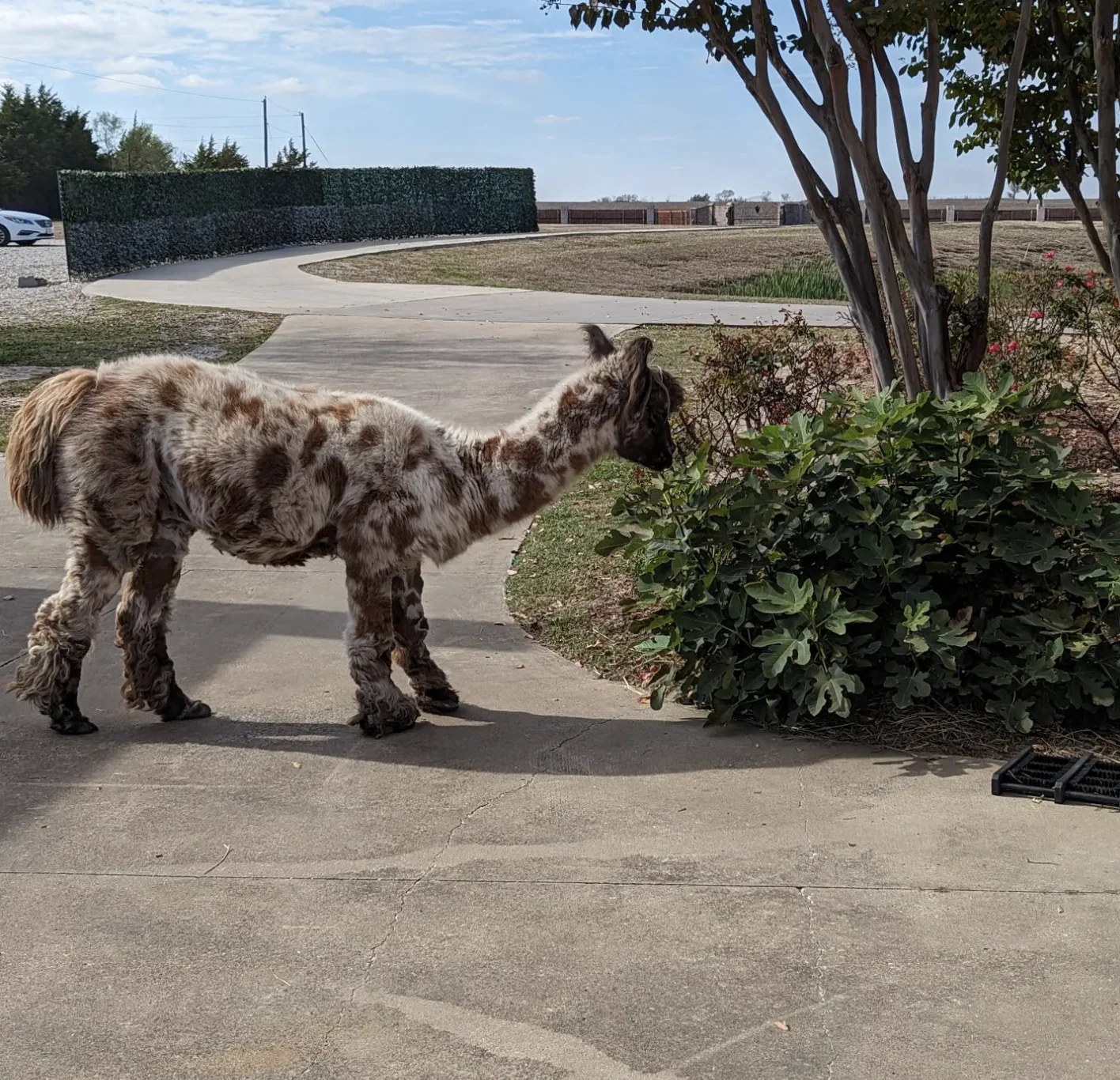 Royal Llama Encounter near Dallas - Image 3