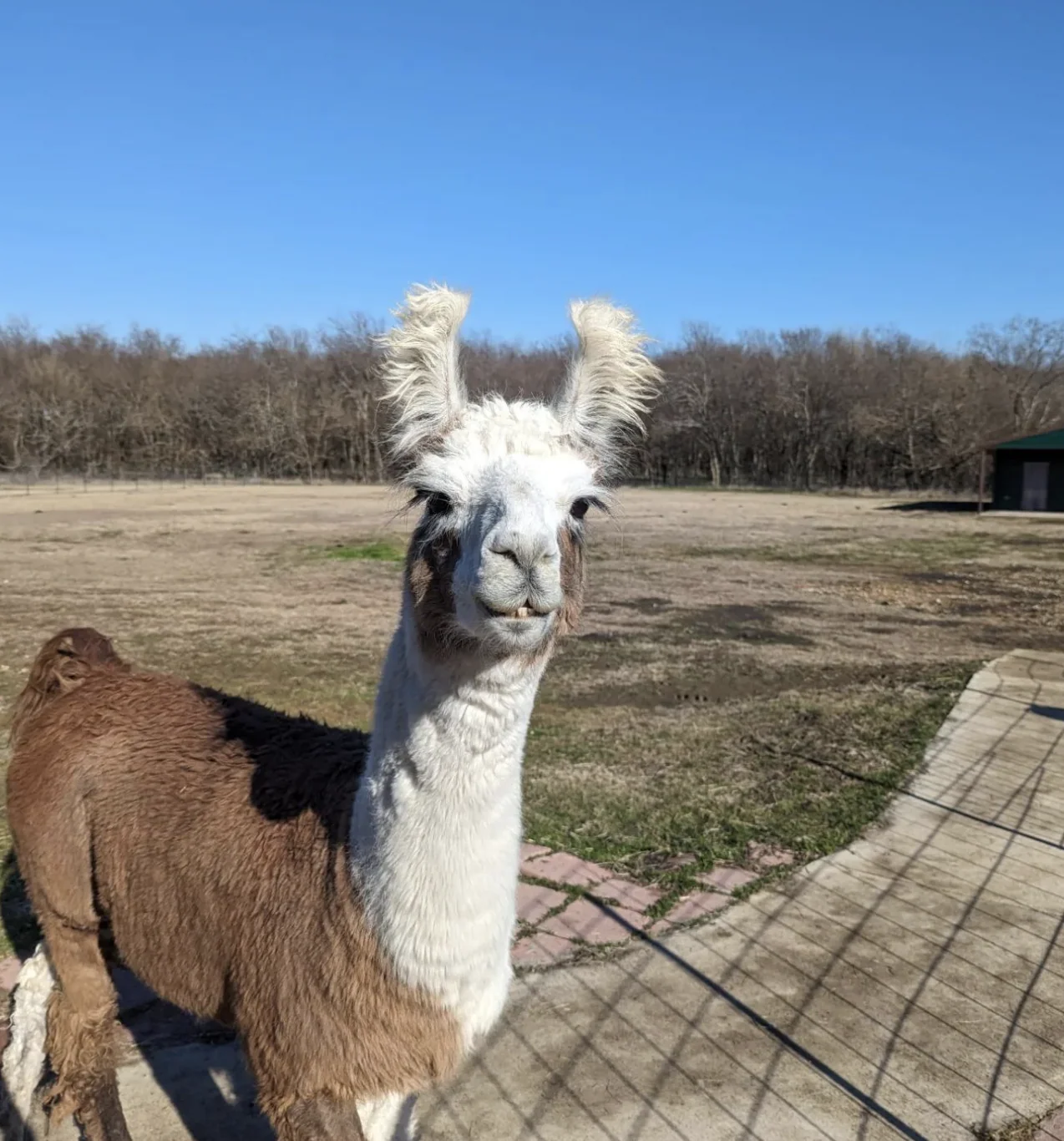 Royal Llama Encounter near Dallas - Image 4