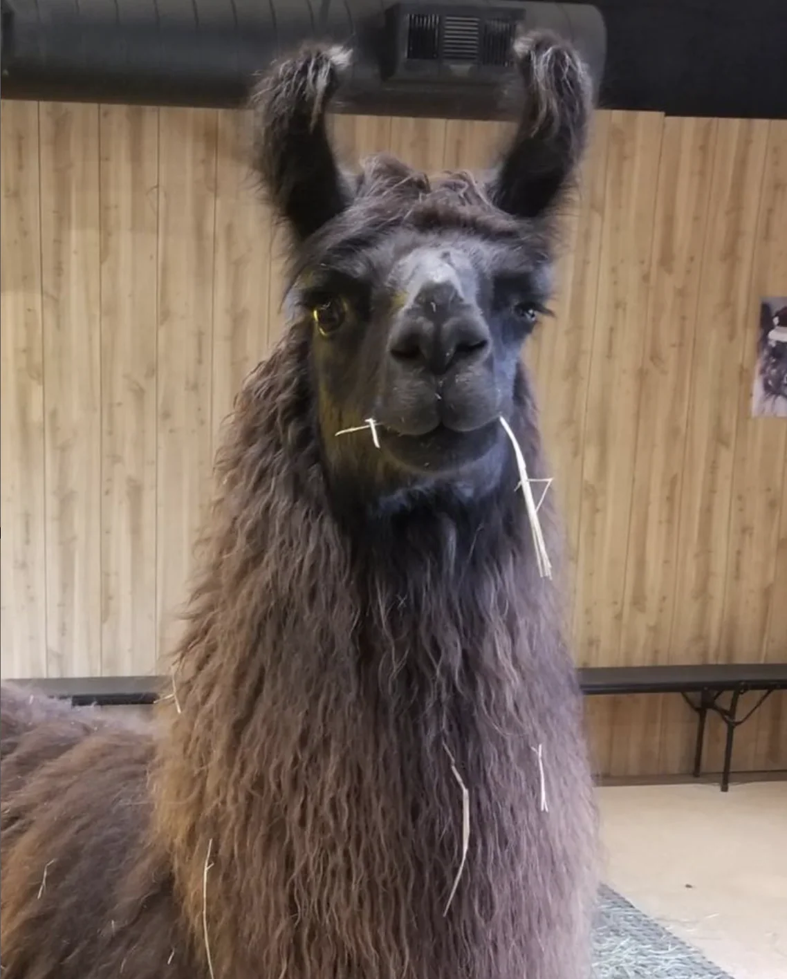 Royal Llama Encounter near Dallas - Image 5