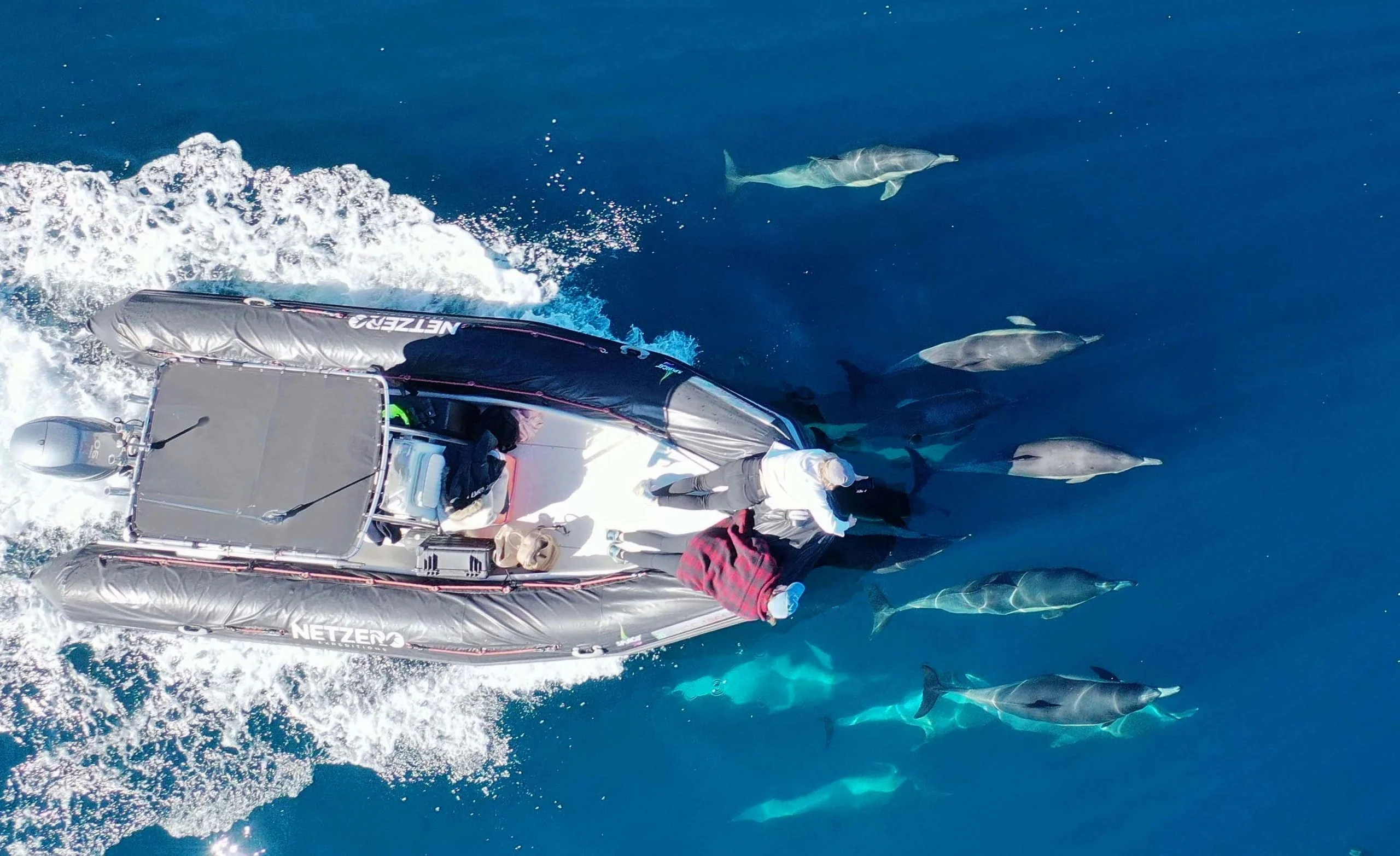 San Diego Dolphin & Whale Watching Speedboat tour