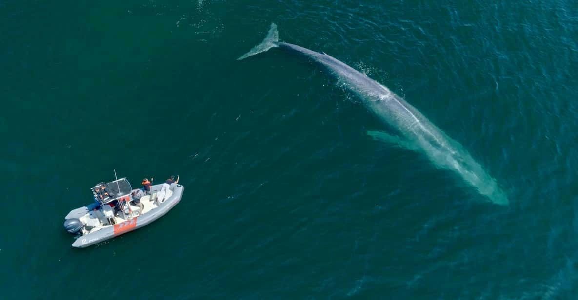 San Diego Dolphin & Whale Watching Speedboat tour - Image 2