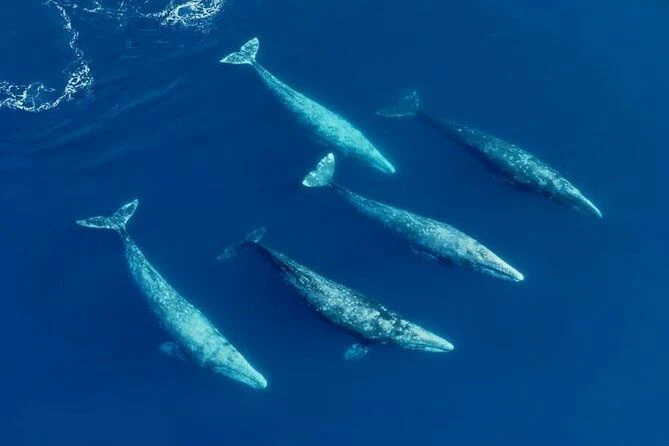 San Diego Dolphin & Whale Watching Speedboat tour - Image 4