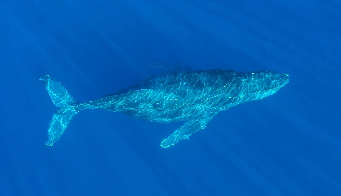 San Diego Dolphin & Whale Watching Speedboat tour - Image 5