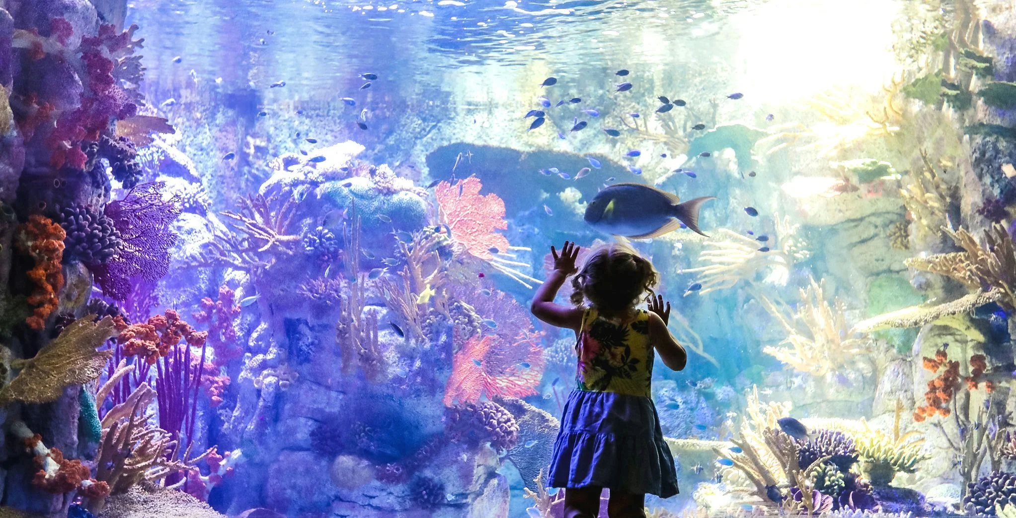Go City San Diego Explorer Pass - 2 Attractions - Image 3