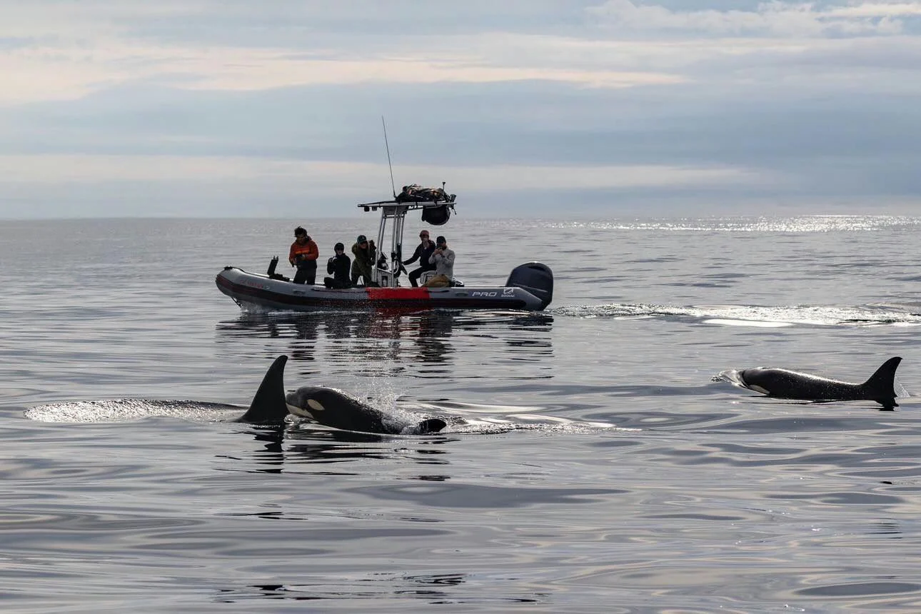 San Diego Whale Watching Private Charter - Image 5