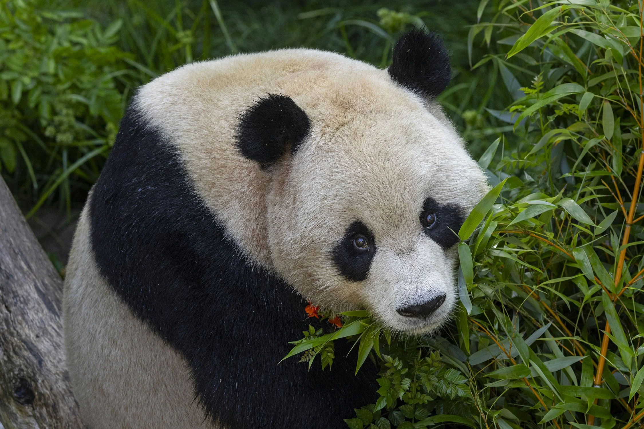 San Diego Zoo 1 Day Pass - Image 2