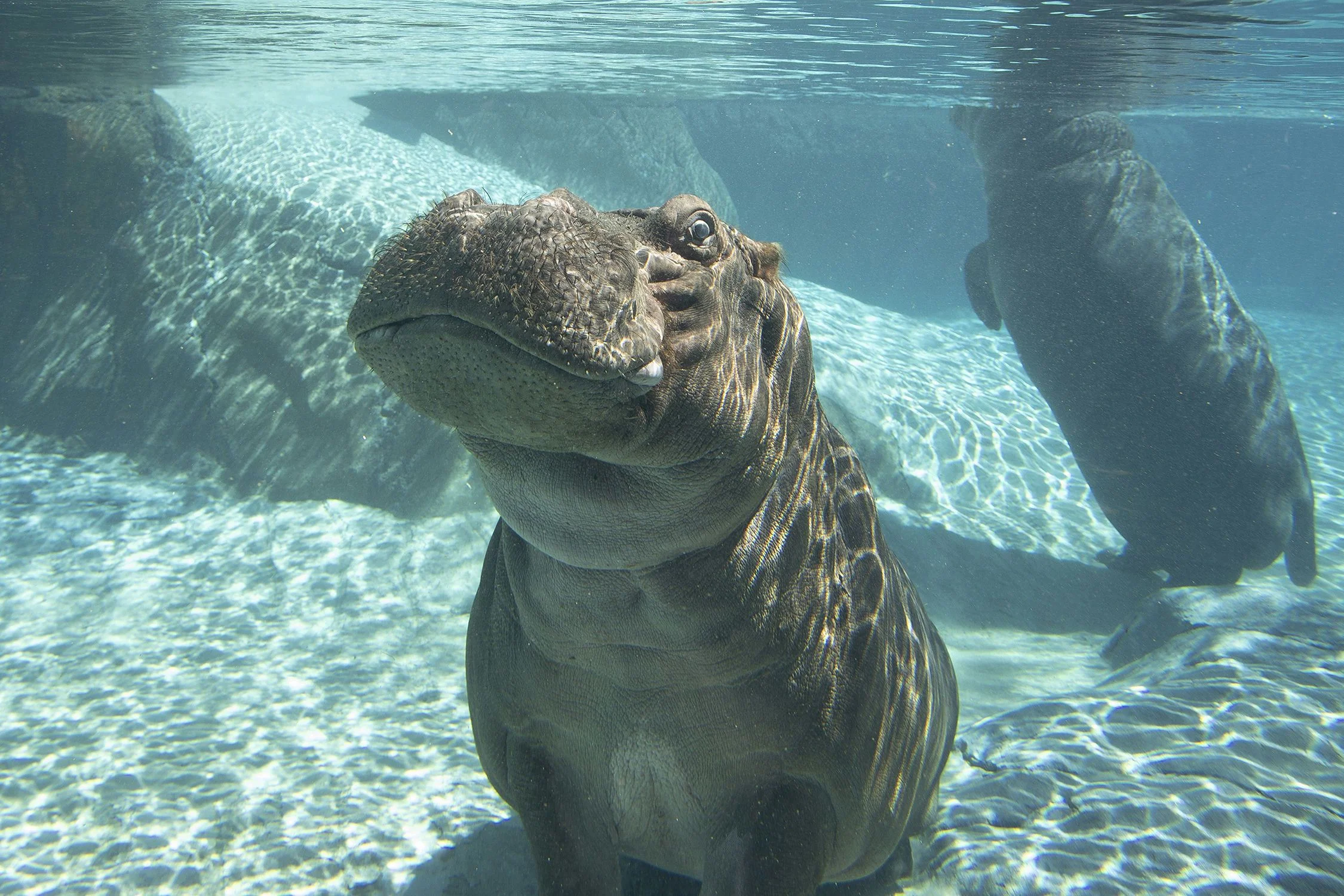 San Diego Zoo 1 Day Pass - Image 3