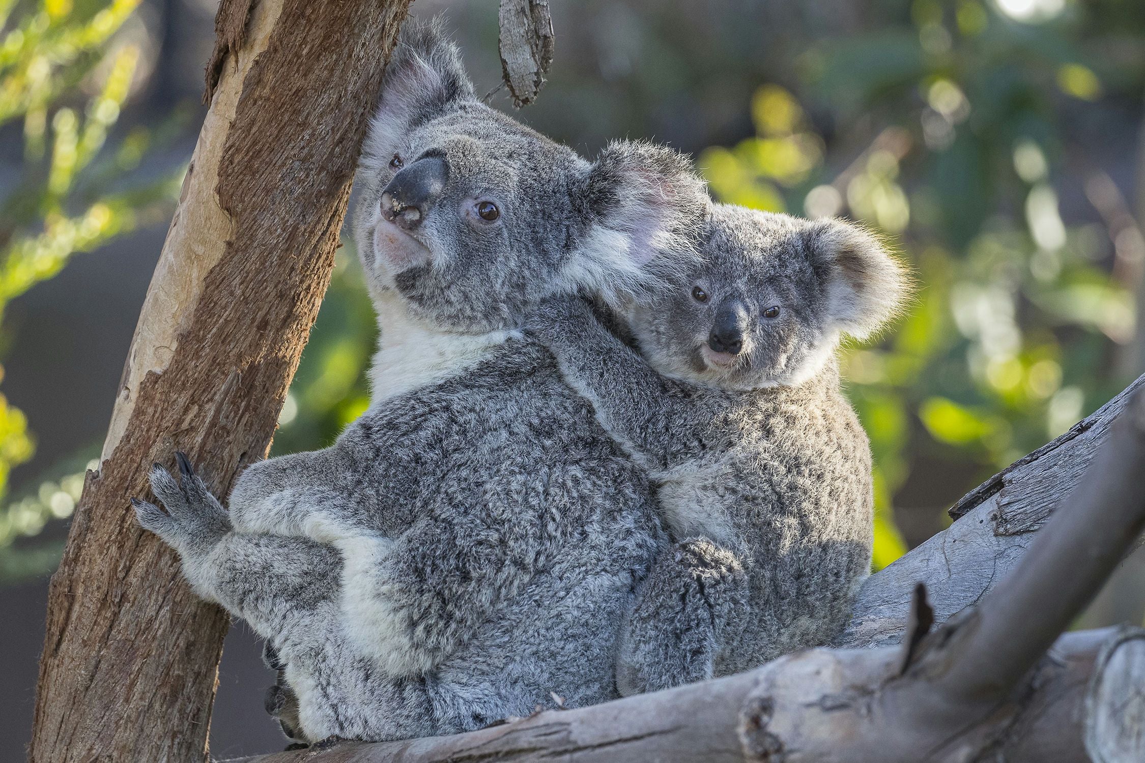 San Diego Zoo 1 Day Pass - Image 4