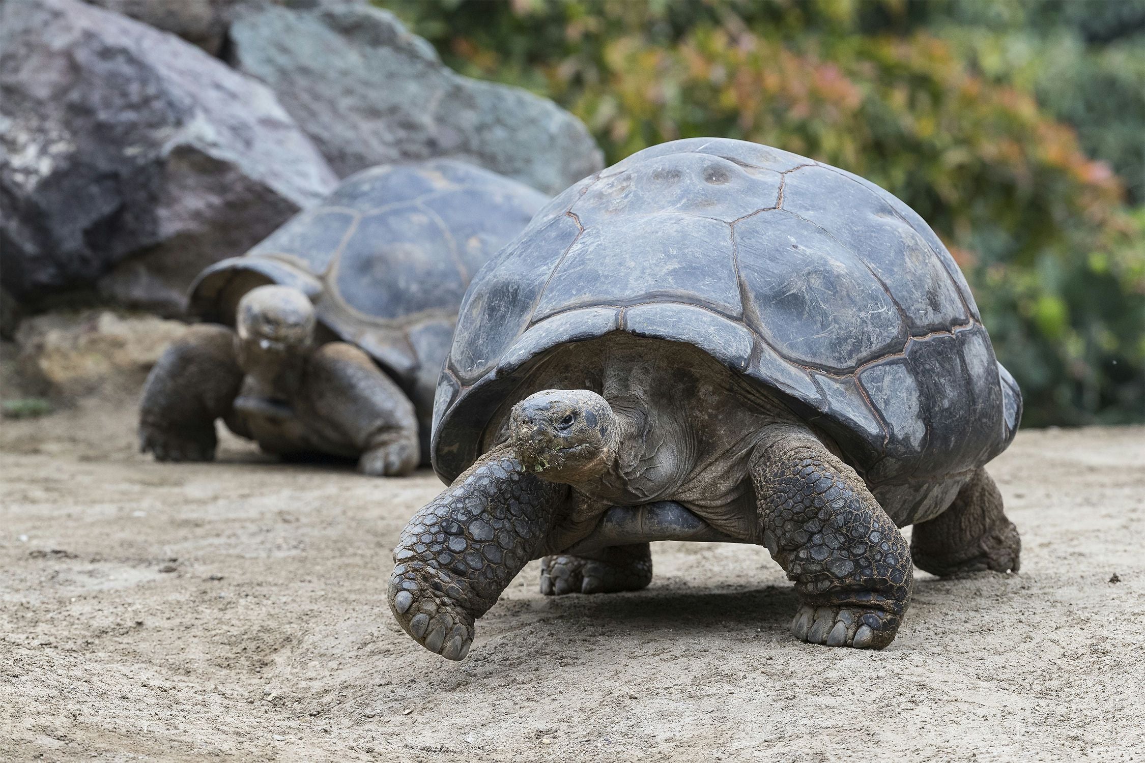 San Diego Zoo 1 Day Pass - Image 5