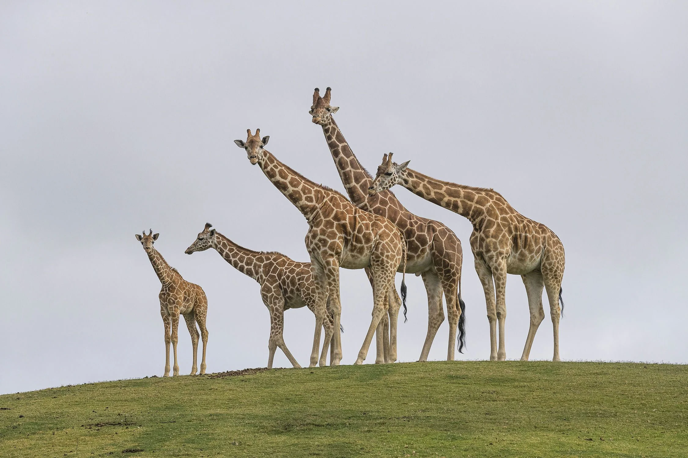 San Diego Zoo Safari Park 1 Day Pass - Image 2