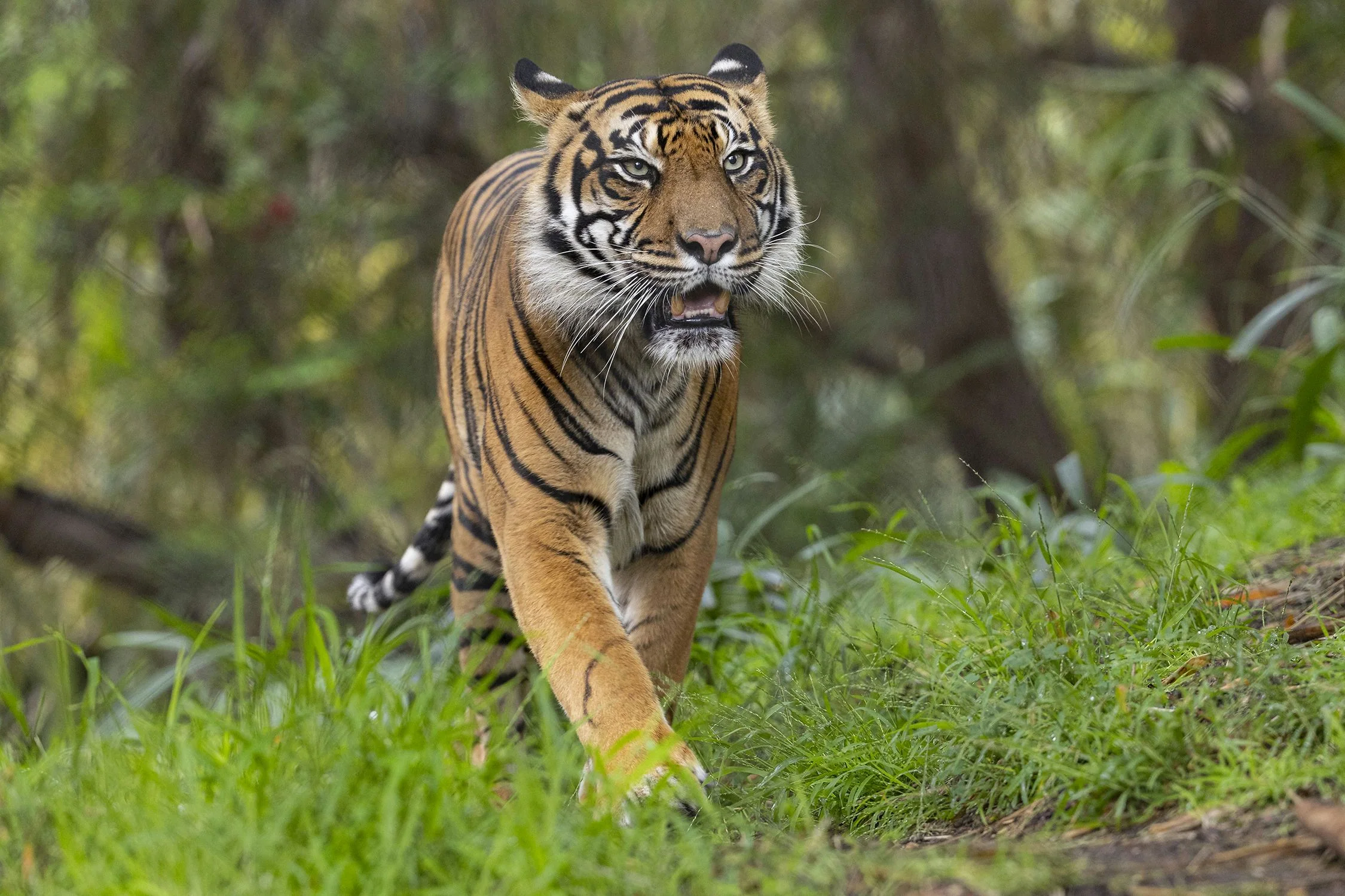 San Diego Zoo Safari Park 1 Day Pass - Image 3
