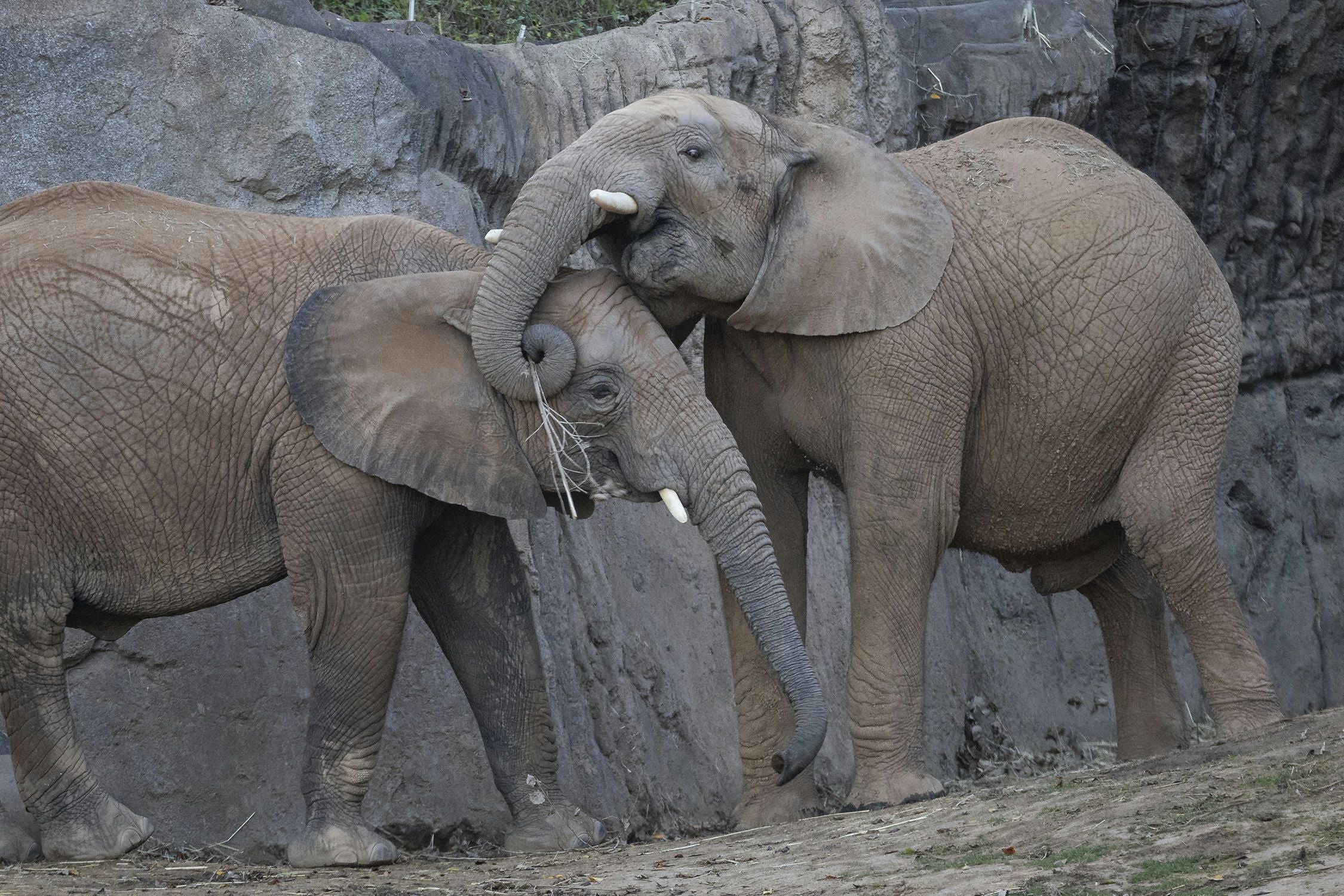 San Diego Zoo Safari Park 1 Day Pass - Image 4