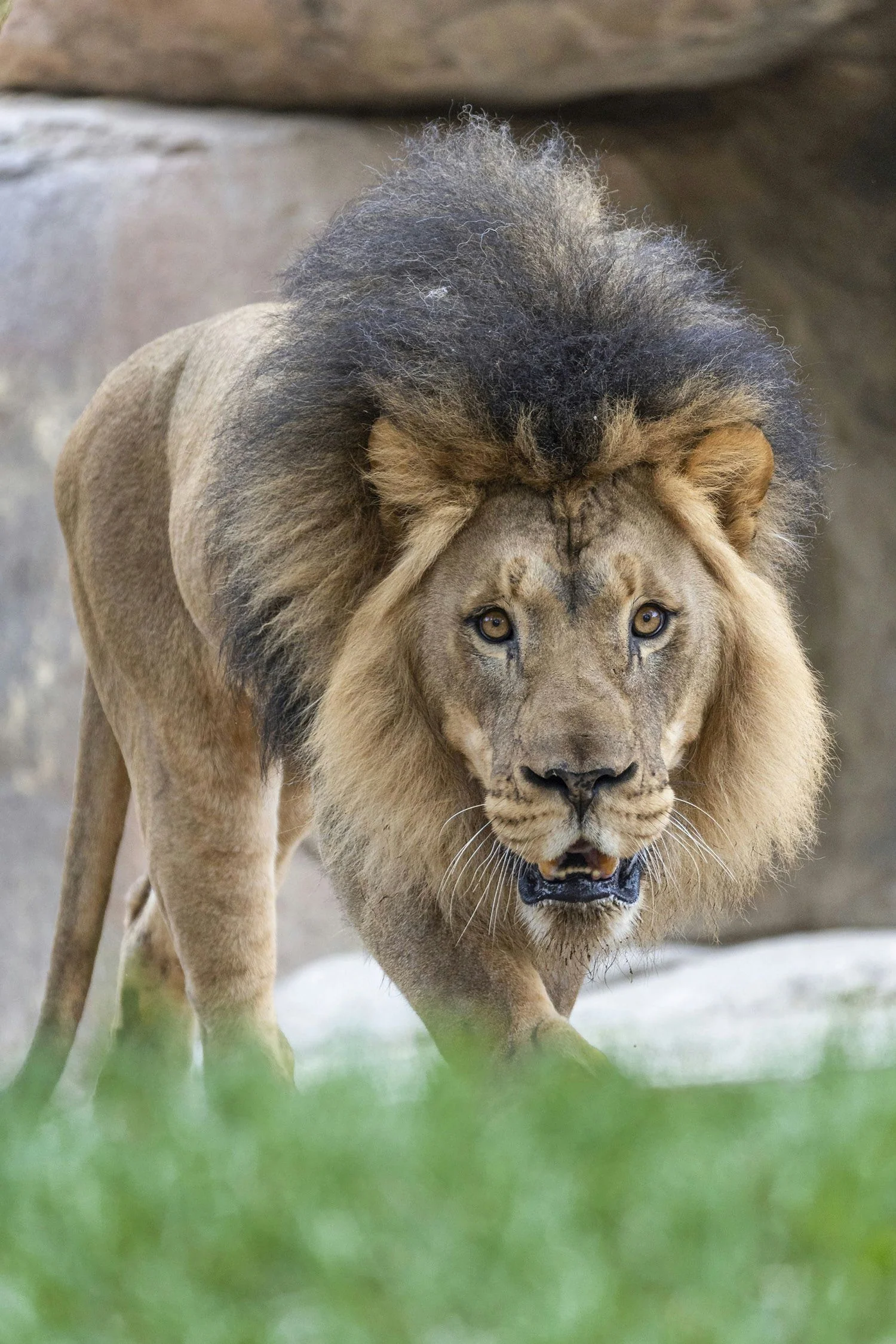 San Diego Zoo Safari Park 1 Day Pass - Image 6