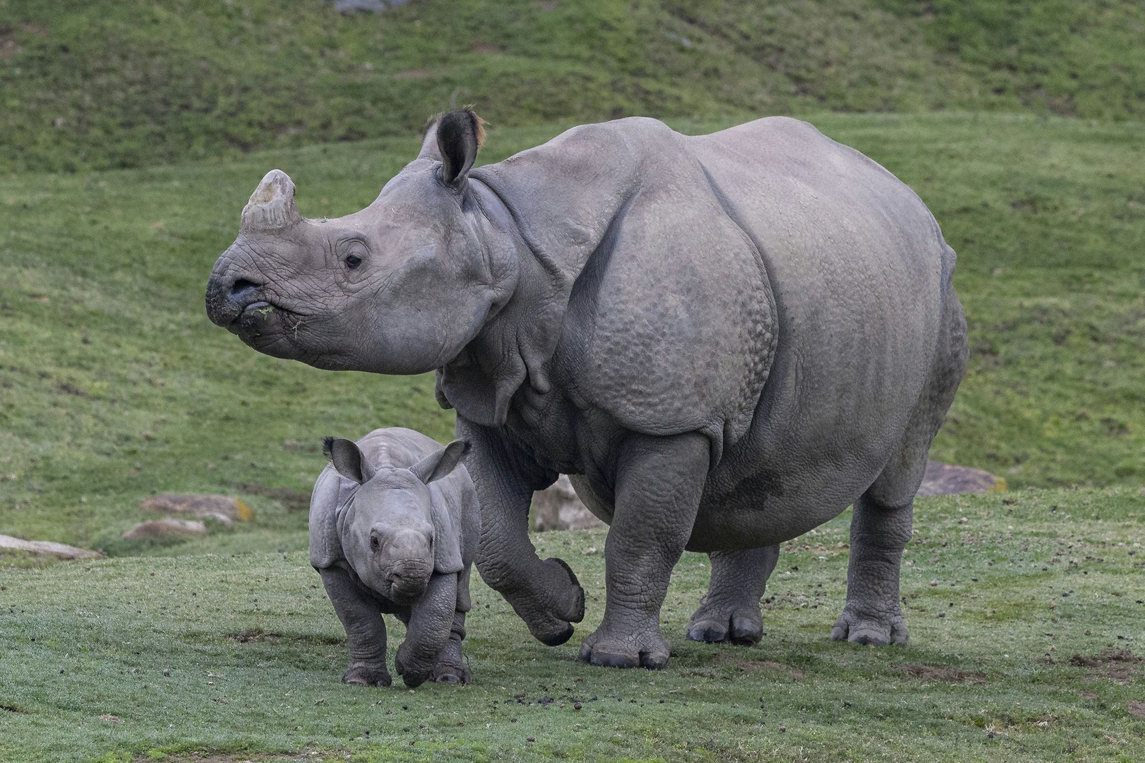 San Diego Zoo Safari Park 1 Day Pass - Image 7