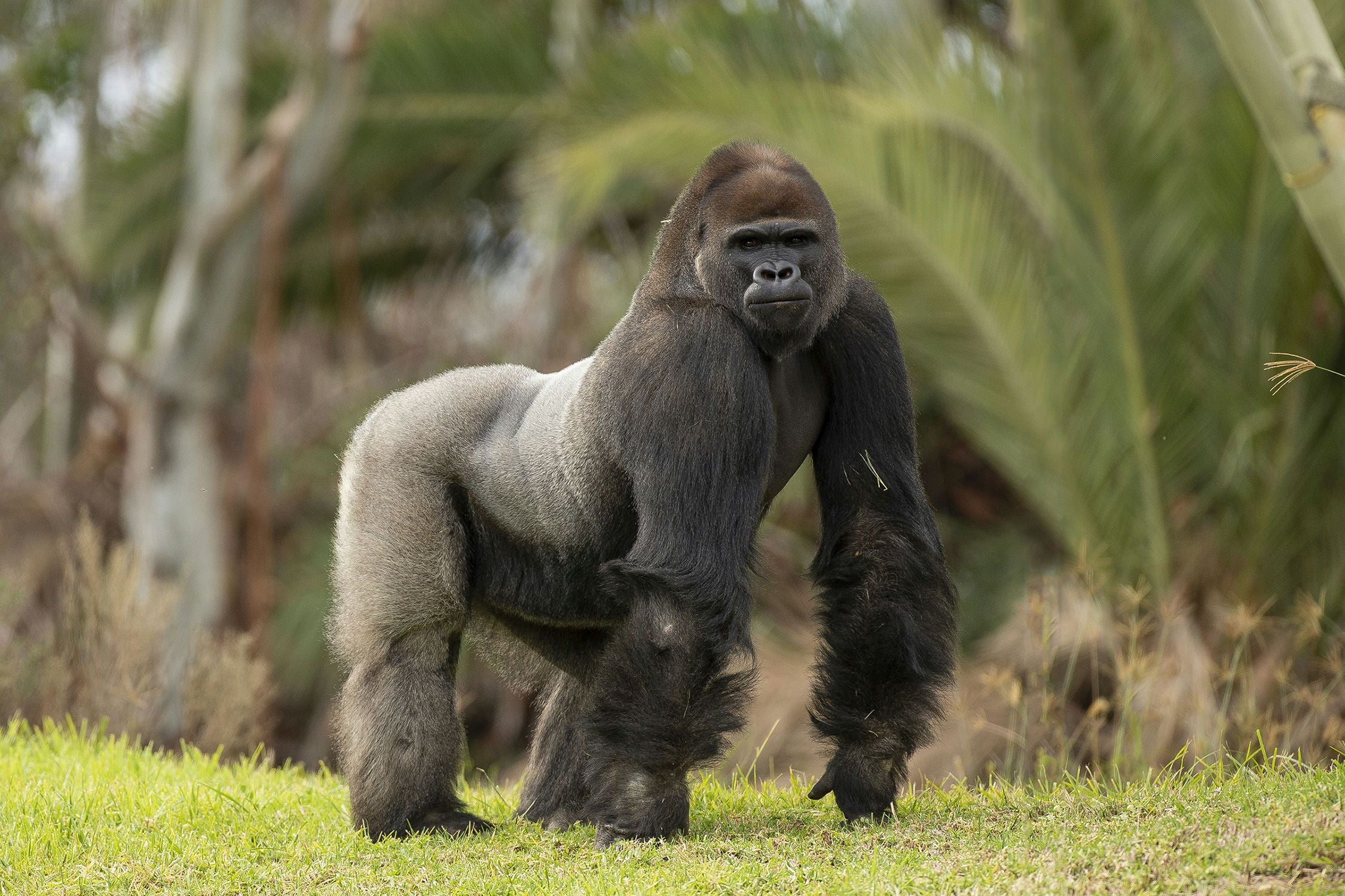 San Diego Zoo Safari Park 1 Day Pass - Image 8