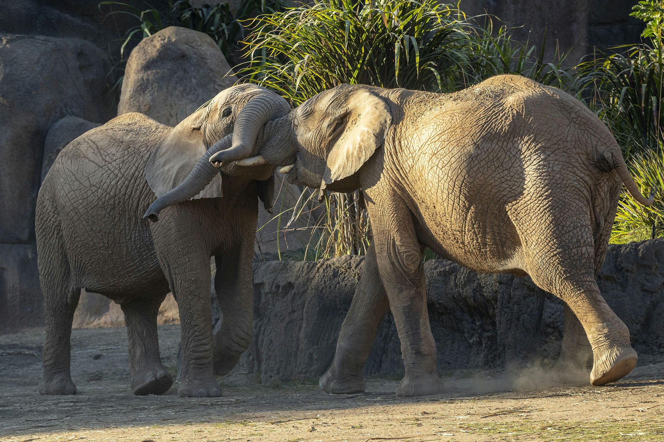 San Diego Zoo Safari Park 1 Day Pass - Image 9