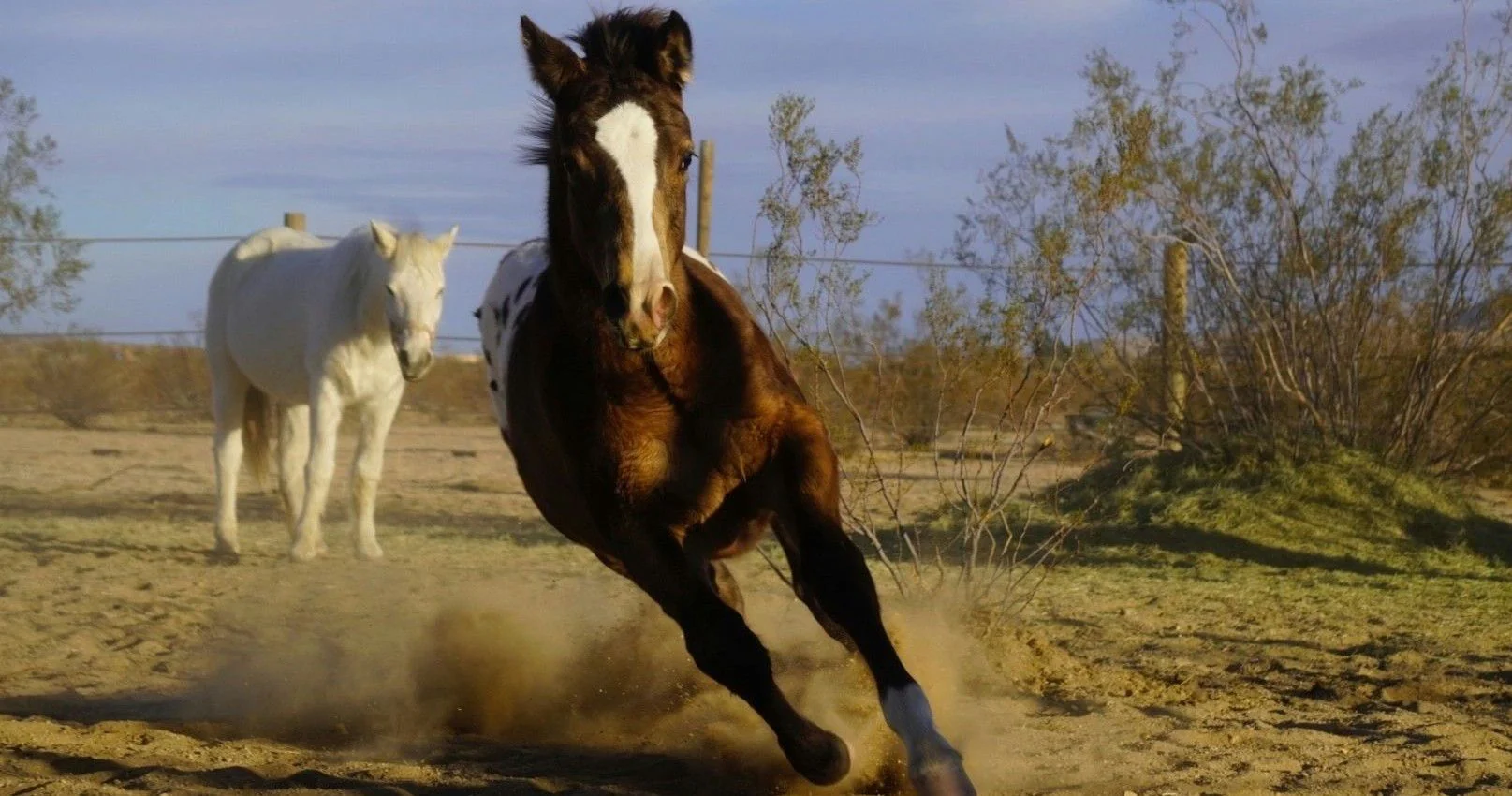Scenic Photoshoot with Horses