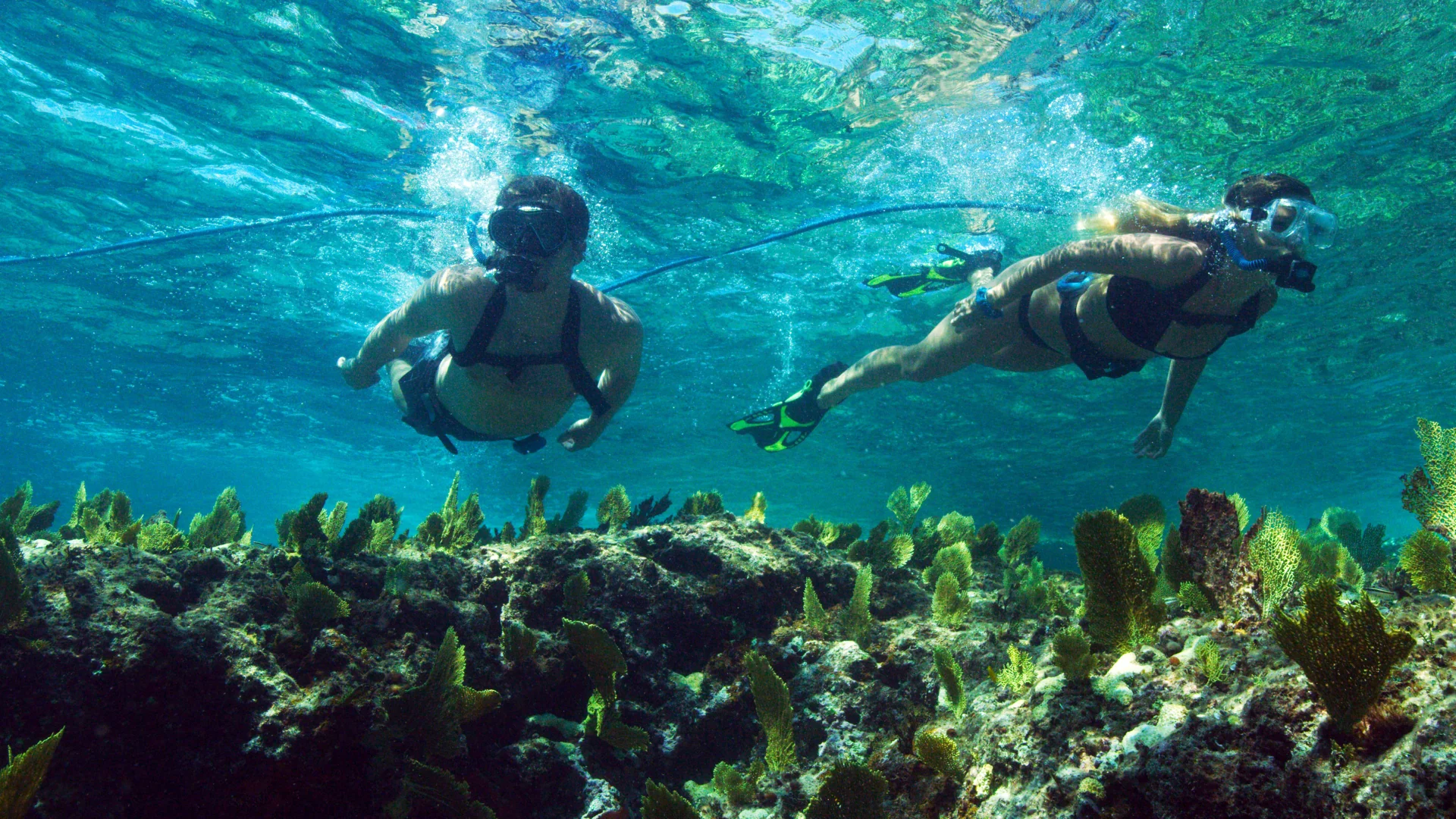 Shallow Water Intro to Diving Tour