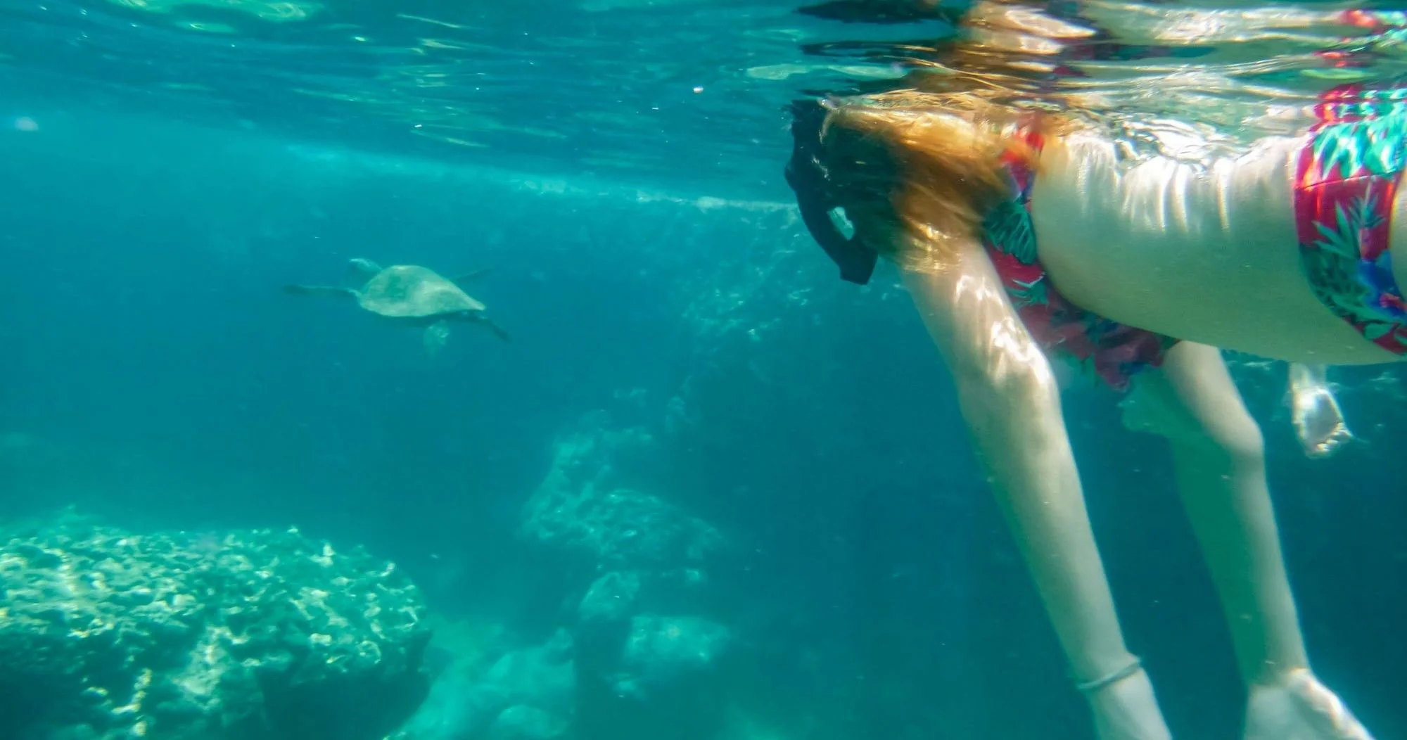 Sharks Cove Self-Guided Snorkel - Image 4