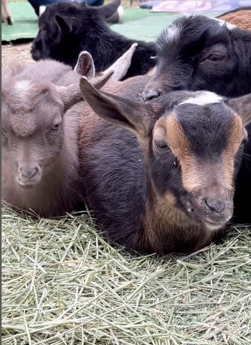 Snuggle and Play with Baby Goats - Image 4