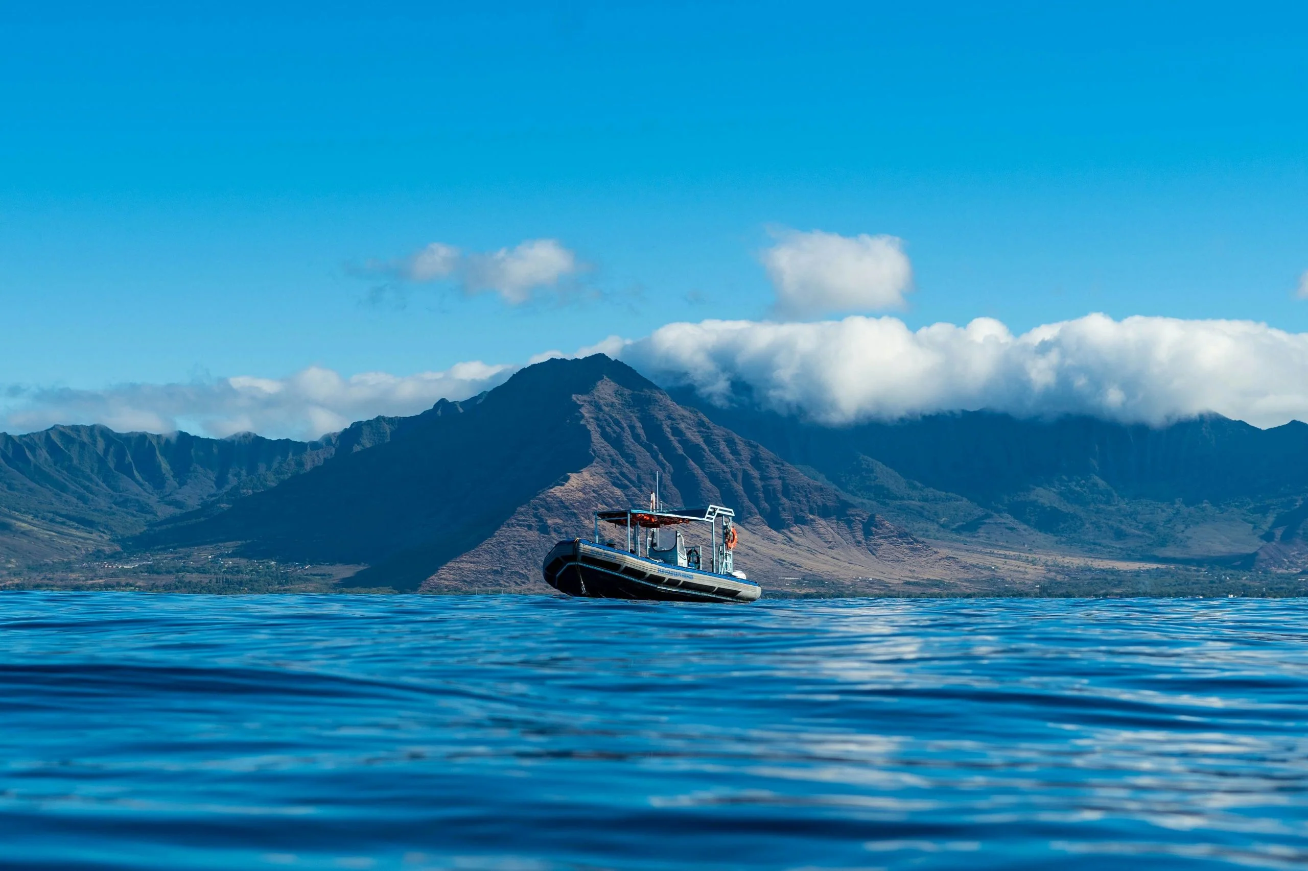 Speedboat Tour & Swim with Dolphins plus BYOB - Image 2