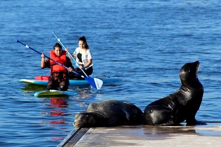Stand Up Paddle Board with Sea Lions in Marina del Rey