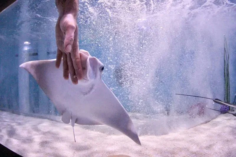 Stingray Encounter Adventure
