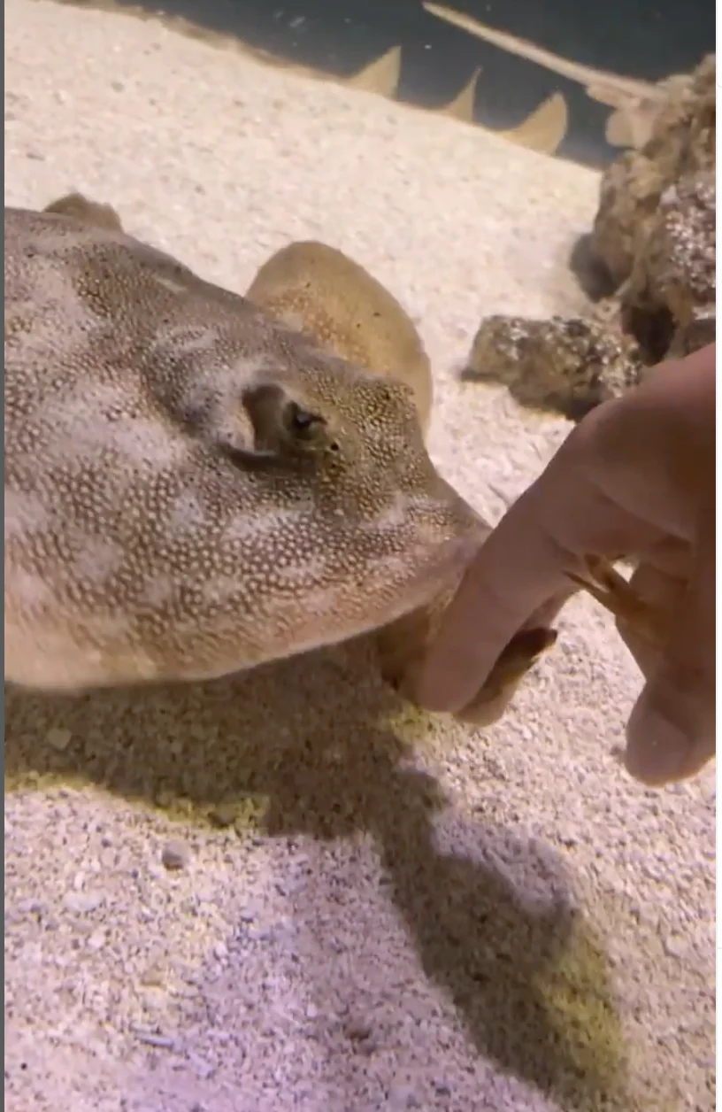 Stingray Encounter Adventure - Image 4