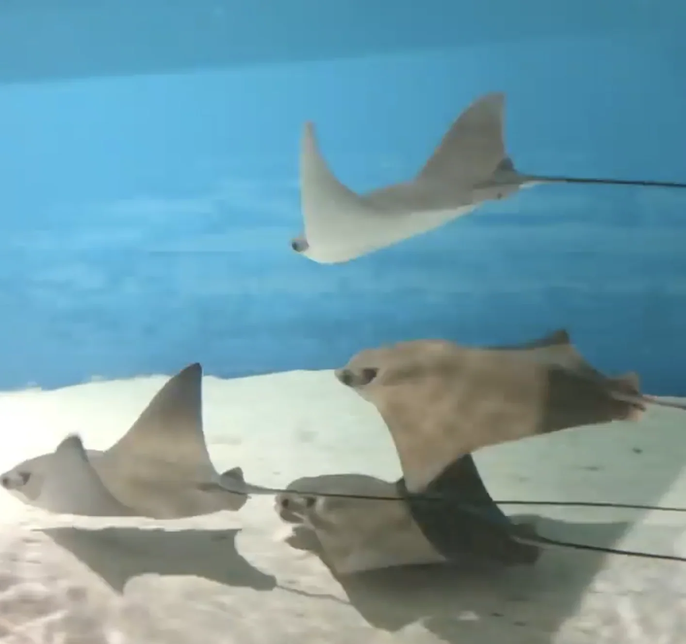 Stingray Encounter Adventure - Image 5