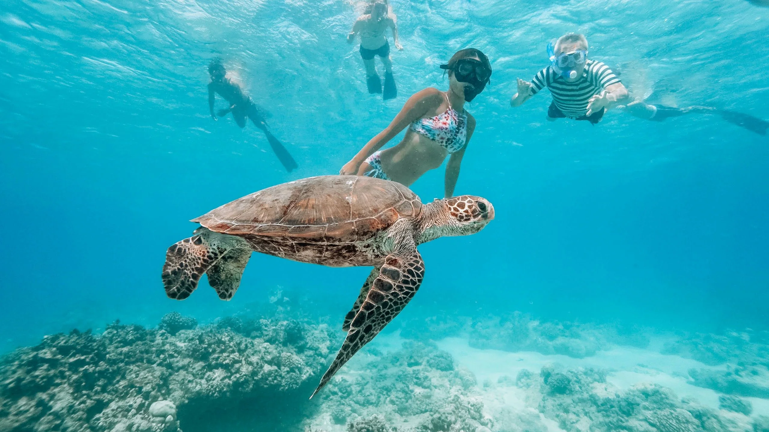 Swim with Turtles in Waikiki