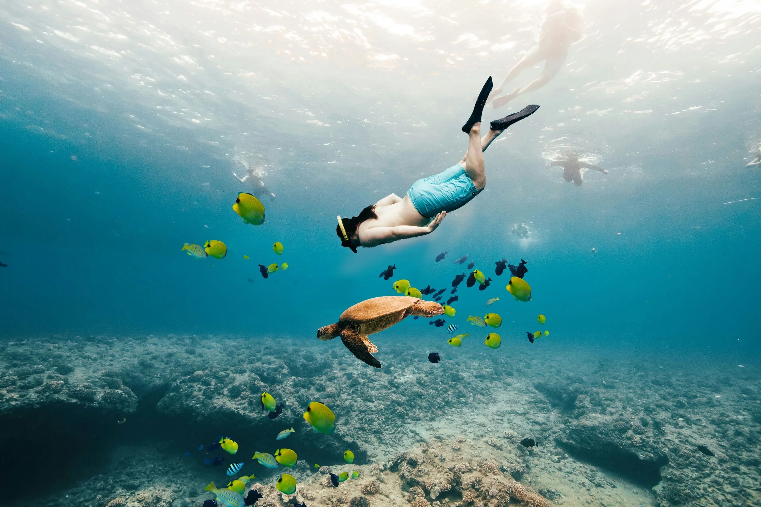 Swim with Turtles in Waikiki - Image 3
