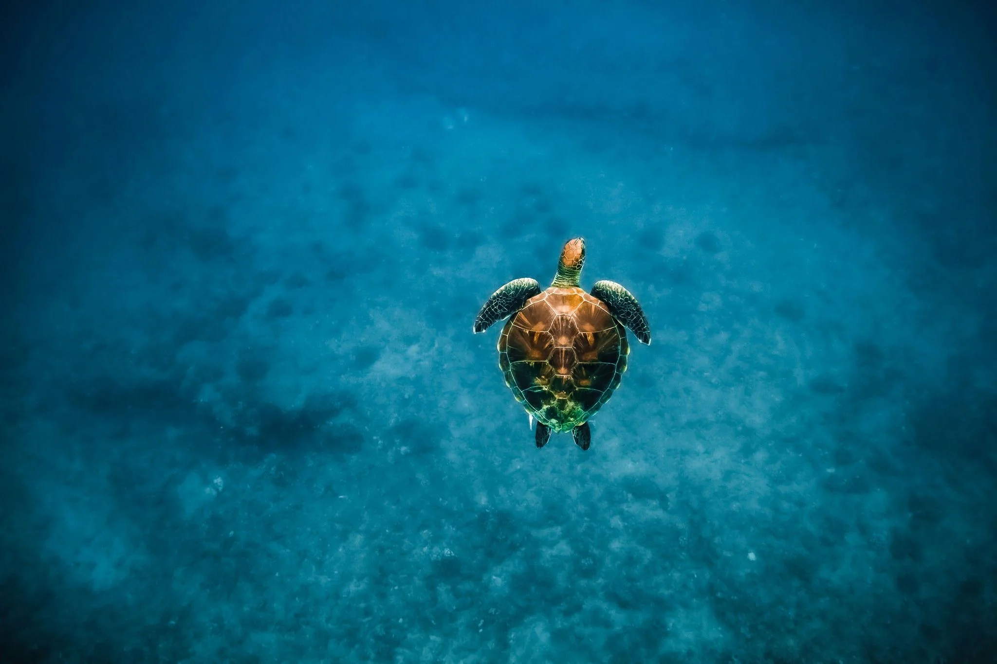 Swim with Turtles in Waikiki - Image 4