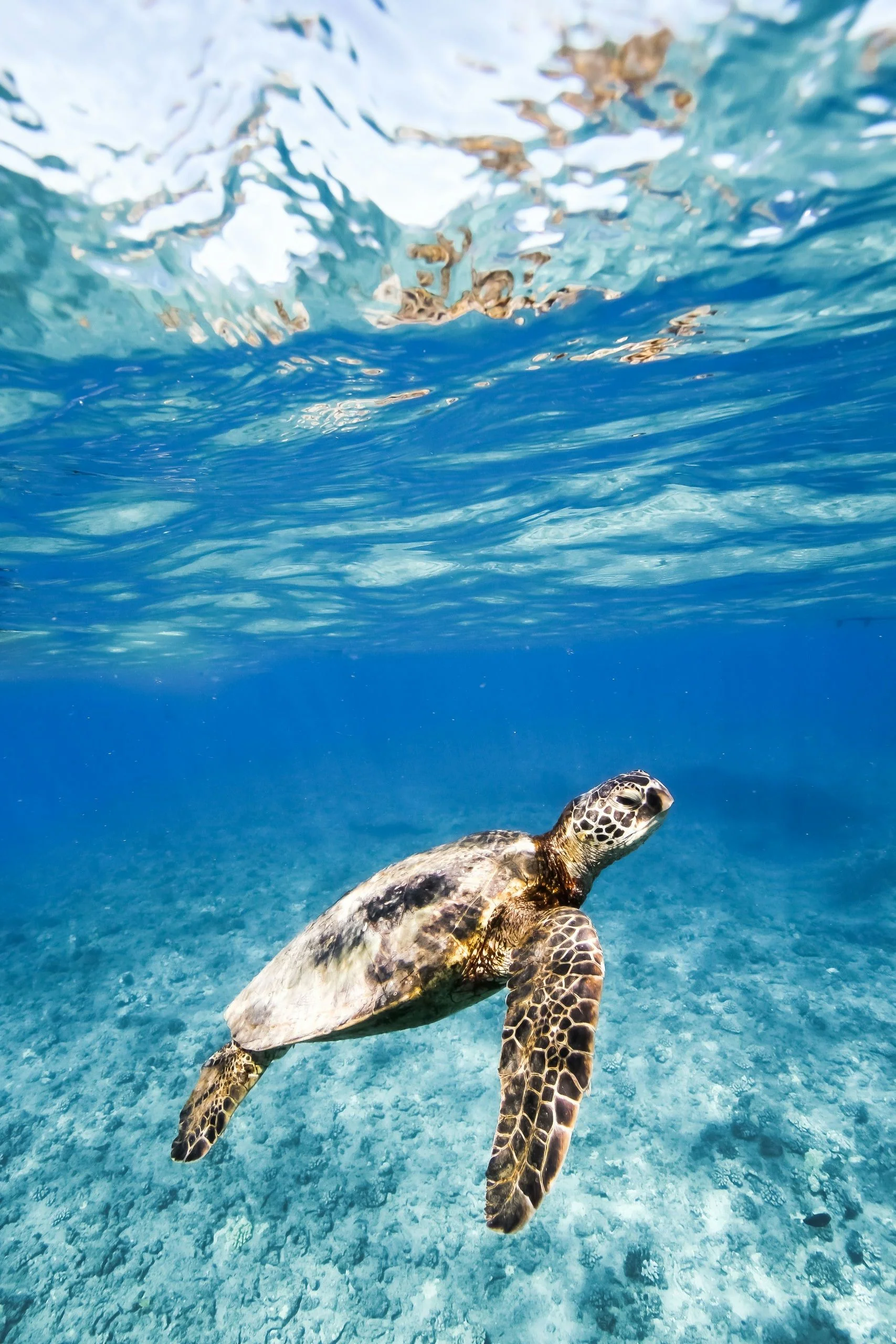 Swim with Turtles in Waikiki - Image 5