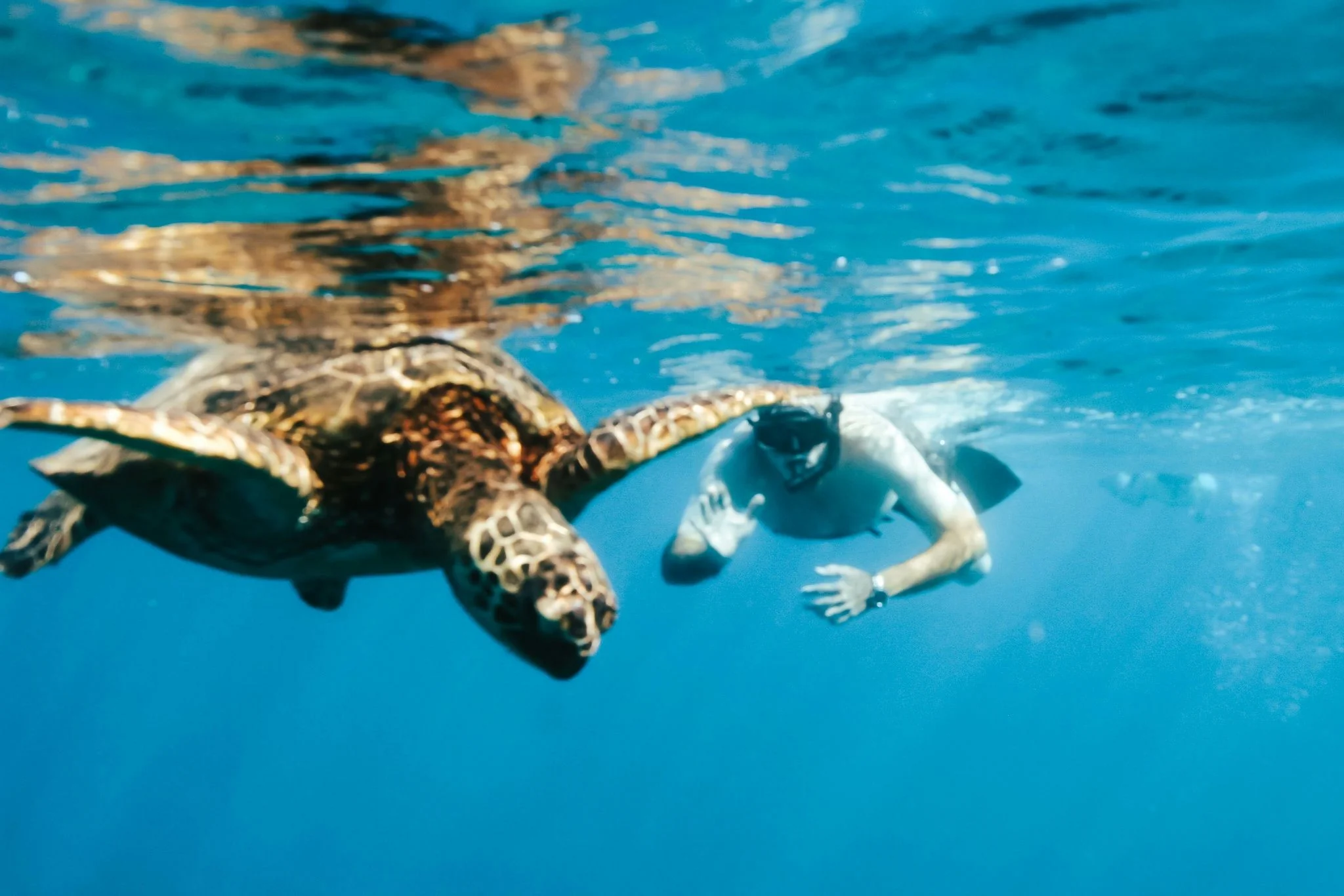 Swim with Turtles in Waikiki - Image 6