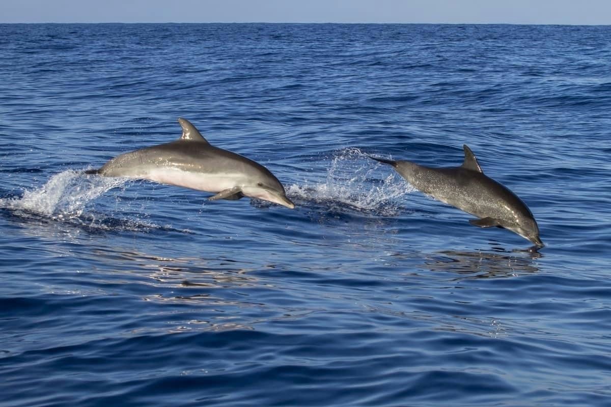 Three Hour Snorkel, Sandbar & Dolphin Tour - Image 3