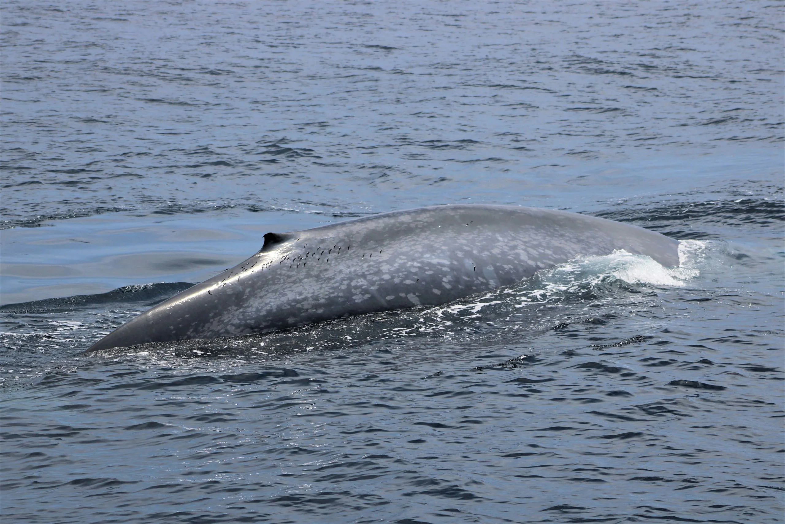 Ultimate Whale Watching Adventure - Image 5