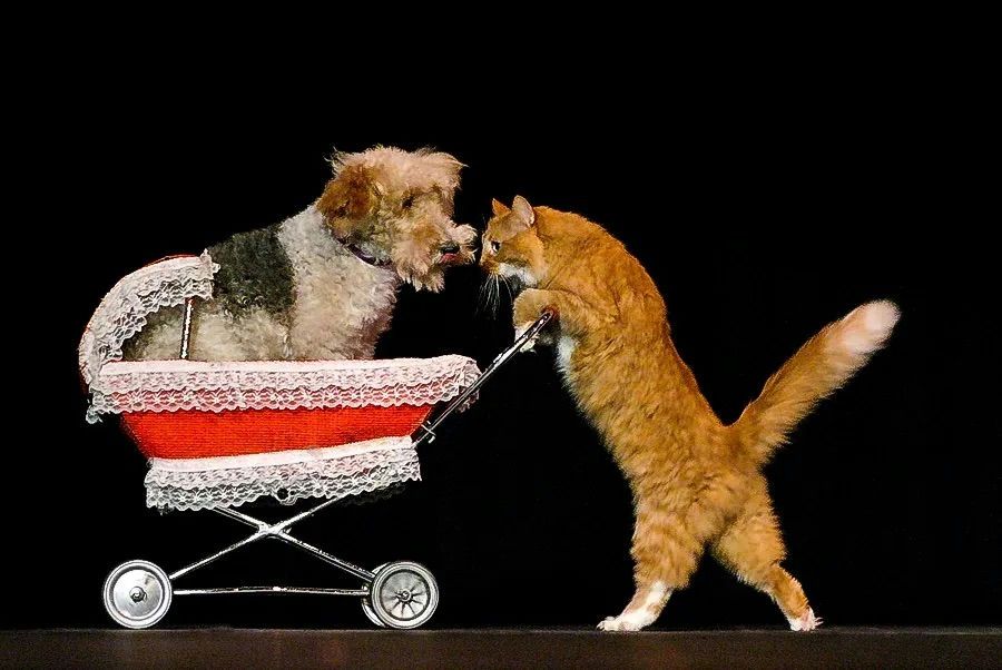 VIP Ticket to Comedy Pet Theater Show - Image 2