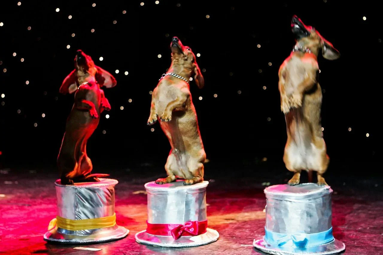 VIP Ticket to Comedy Pet Theater Show - Image 5