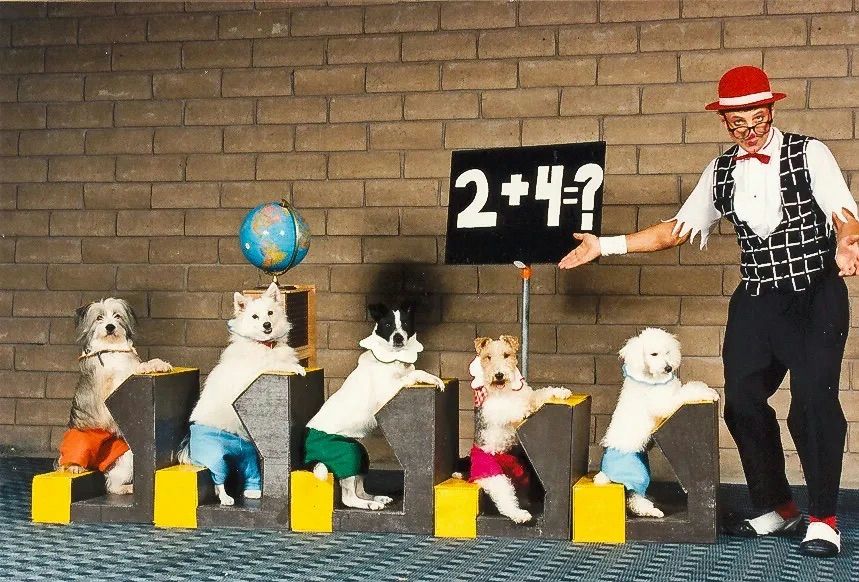 VIP Ticket to Comedy Pet Theater Show - Image 6