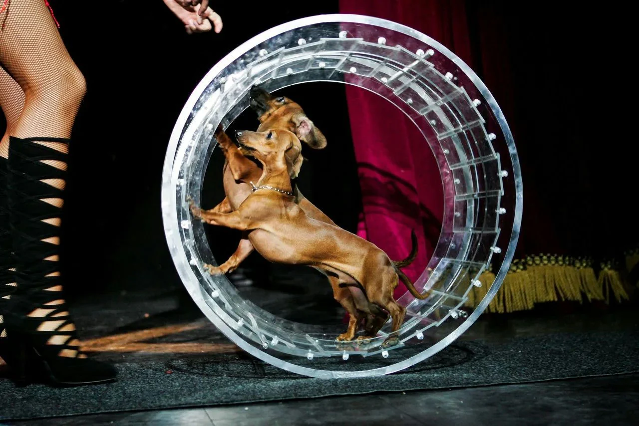 VIP Ticket to Comedy Pet Theater Show - Image 7