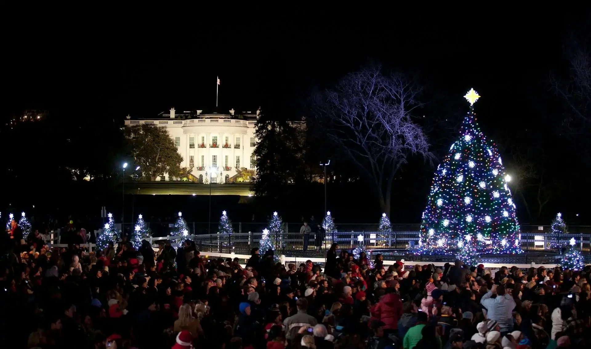 Washington DC Festive Holiday Lights and Christmas Trees Tour - Image 3