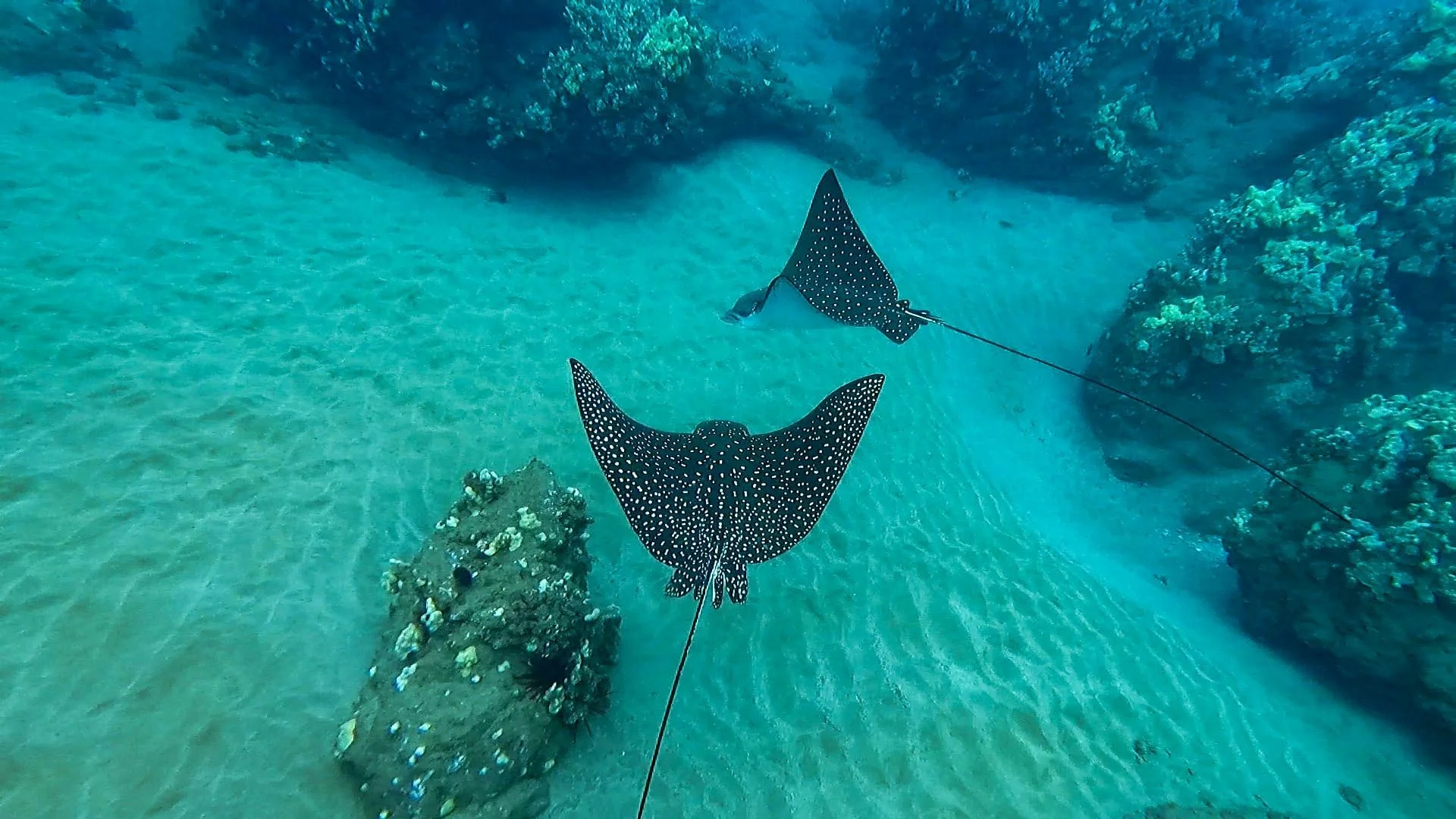West Maui Snorkel Discovery - Image 3