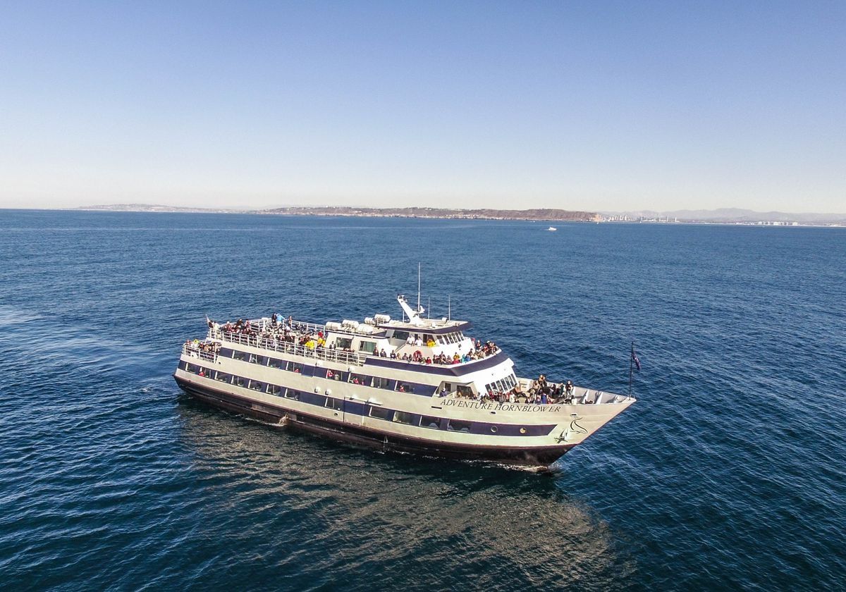 Winter Whale Watching & Dolphin Cruise in San Diego - Image 2