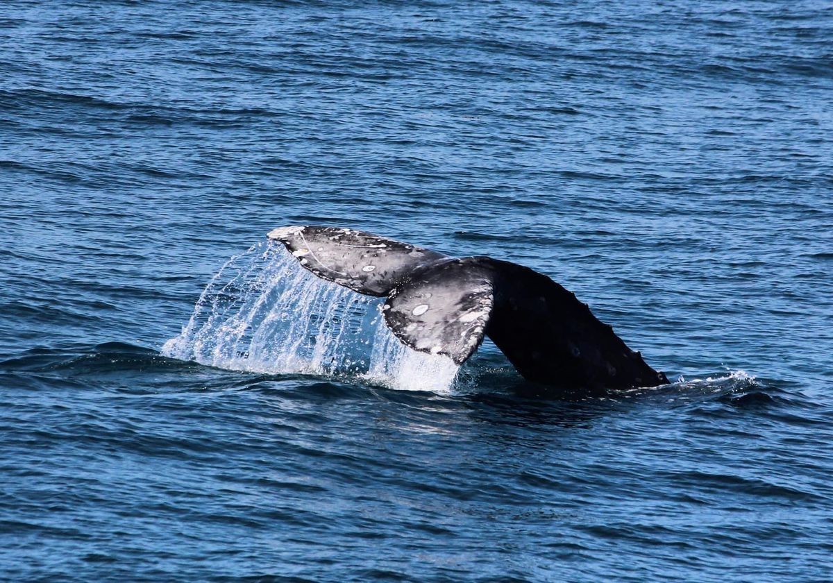 Winter Whale Watching & Dolphin Cruise in San Diego - Image 4