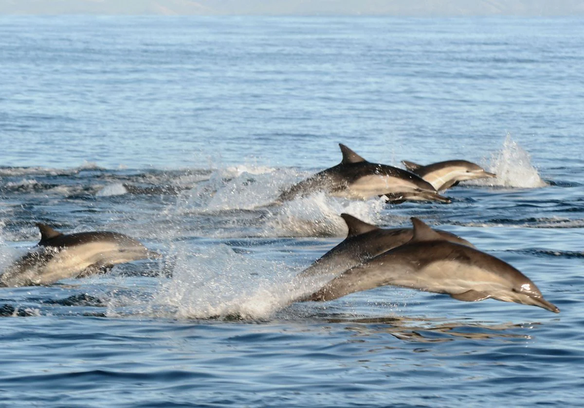 Winter Whale Watching & Dolphin Cruise in San Diego - Image 5